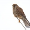 Postolka obecna - Falco tinnunculus - Eurasian Kestrel 5298